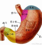 Image result for 胃部