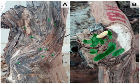 Impact of Wood-Boring Larvae of Xylotrechus arvicola (Coleoptera ...