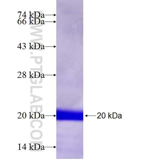LHCGR Fusion Protein Ag19259 | Proteintech