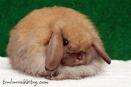 Image result for Holland Lop Color Chart