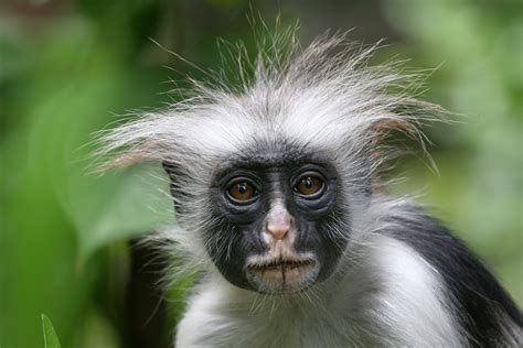 Most Common Monkey Species at John Dumas blog