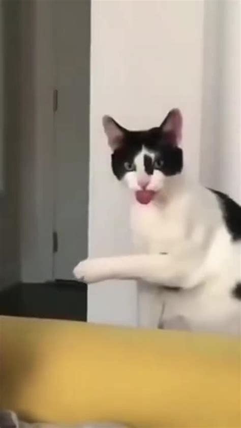 Funniest Cat And Dogs Funny Animal Videos 2022 - One News Page VIDEO