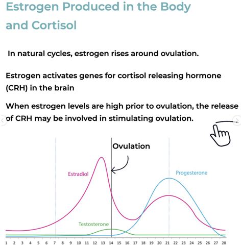 The Relationship Between Estrogen & Cortisol - White Lotus Clinic - what affects cortisol levels