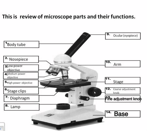 Compound Microscope Parts And Their Functions
