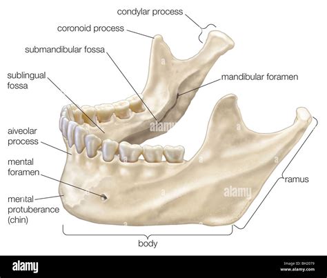 Coronoid Process In Mandible