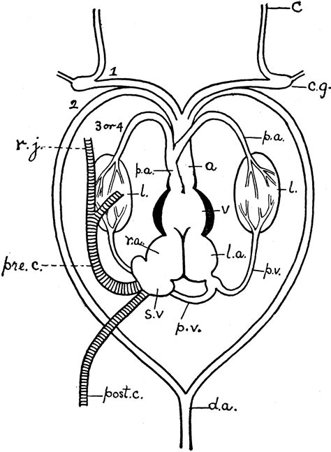 Frog Heart | ClipArt ETC