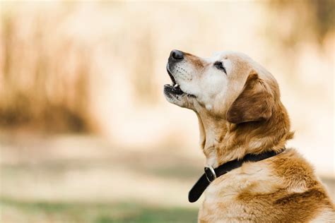 Here’s the Science on “Talking” Dogs - The Farmer’s Dog - Digest