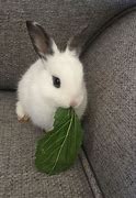 Image result for Baby Bunnies Eating