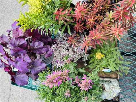 Reems Creek Nursery: My Budget Hacks – Asheville Gardener