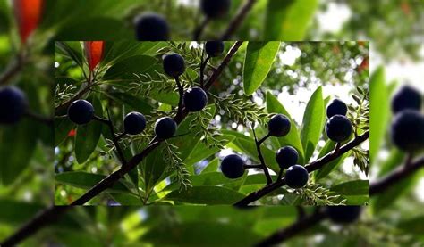 Buy Creative Farmer Live Plant Rudraksha Plant Eye of Lord Shiva ...