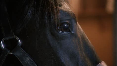 Black Beauty (1994)