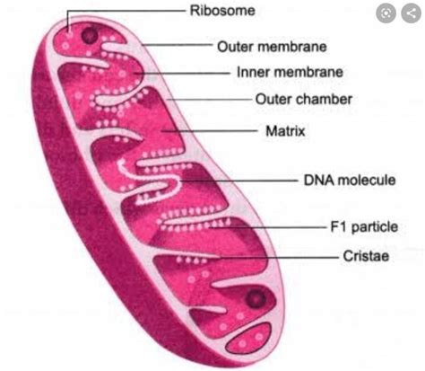 [Solved] Draw a labelled diagram of mitochondria write the function of ...