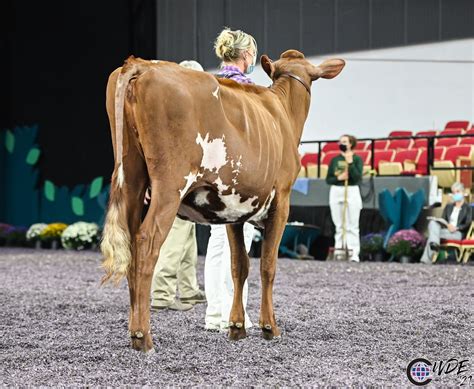 Milking Shorthorn Dairy Cows