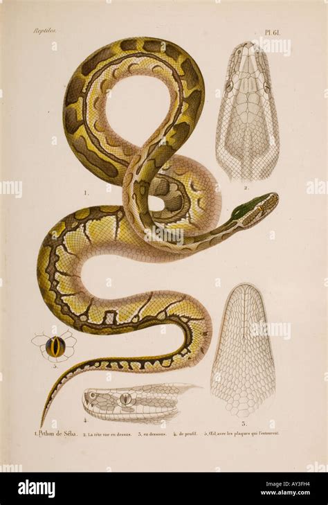 Image result for Python Sebae