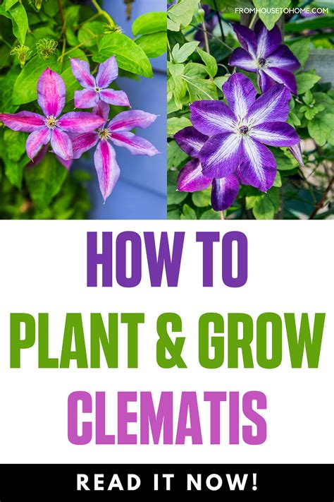 Clematis Vine Care: Planting, Growing and Pruning Tips