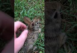 Image result for Small Wild Rabbit