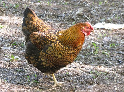Lucy-Our Golden Laced Wyandotte Alaska Blue Chicks