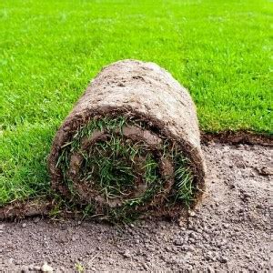 naturehils Lawn Grass Seed for Cricket/Park/Football area, Grass Seed ...