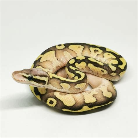 Image result for Royal Ball Python