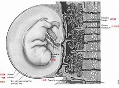 Image result for 胚胎学