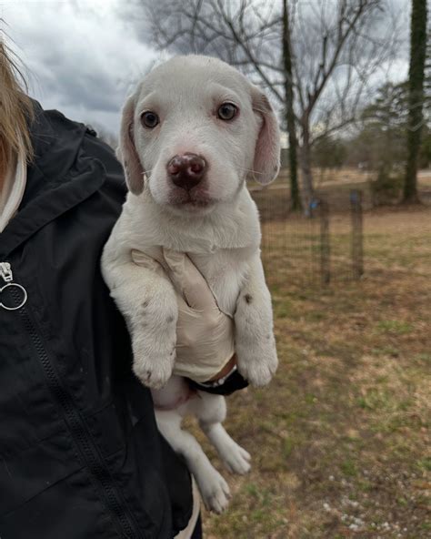 Wolftrap Animal Rescue