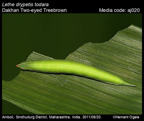Lethe drypetis | Butterfly