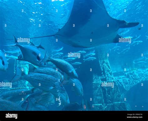 Manta Ray Swimming Underwater