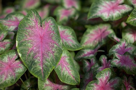 Caladium Bulbs Perennials at Louise Forsman blog