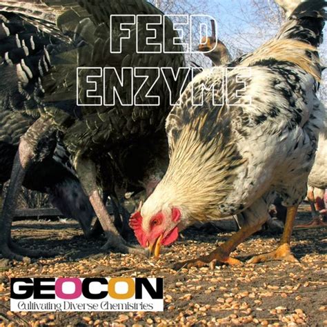 Food Enzymes - Soy Tofu Enzyme Service Provider from Mumbai