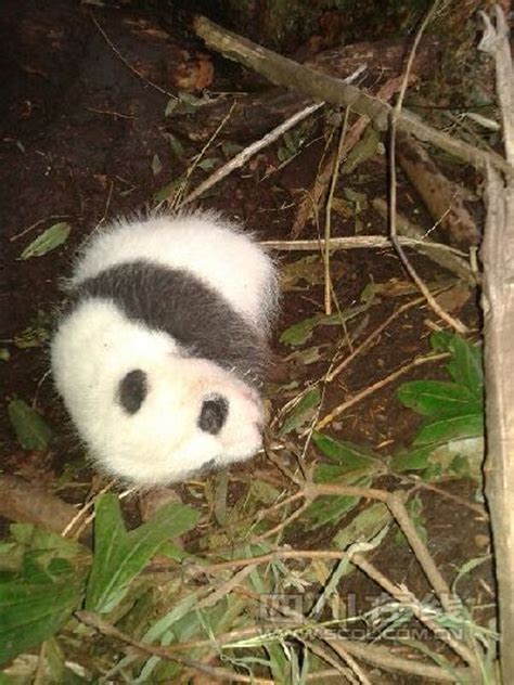 四川黑水河保护区首次发现野生大熊猫幼崽(组图)-搜狐滚动
