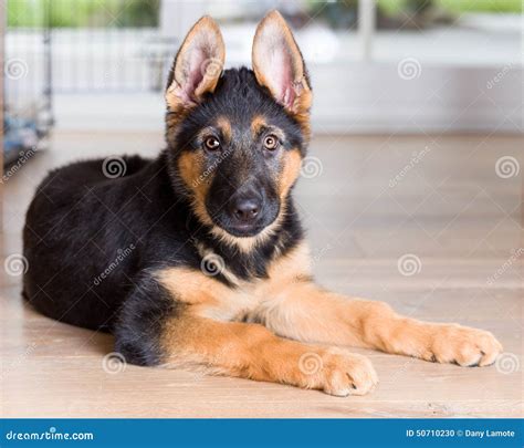 Cute Puppy Dog German Shepherd on Wooden Floor Stock Photo - Image of ...