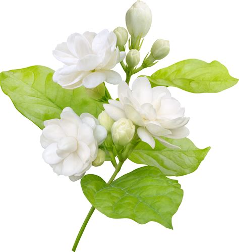 Jasmine Plant Care Growing Guide Hobby Plants