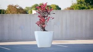 City Joy Duranta Plant Price in India - Buy City Joy Duranta Plant ...
