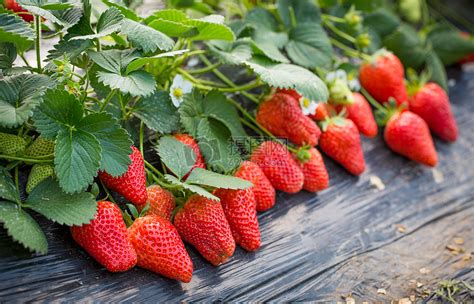 为什么草莓苗种活了又死了 —【发财农业网】