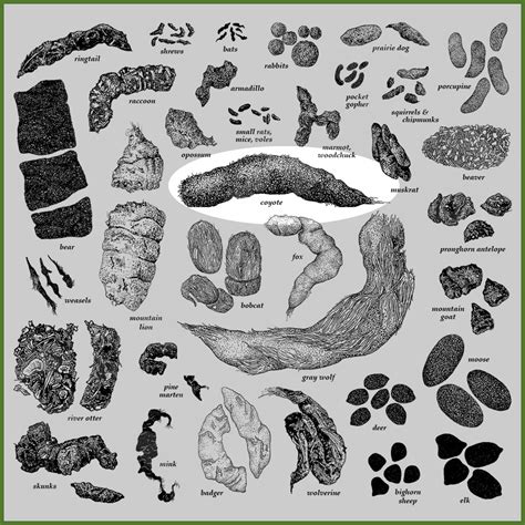 What Does Coyote Poop Look Like? (Coyote Droppings in Your Yard)