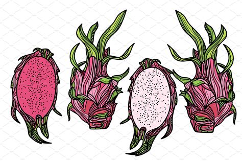 dragon fruit illustration