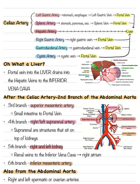 Celiac Artery - Anatomy, Function, and Clinical Significance