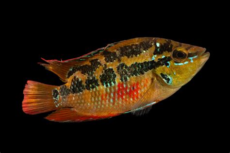 FIS031-00361 - Joel Sartore