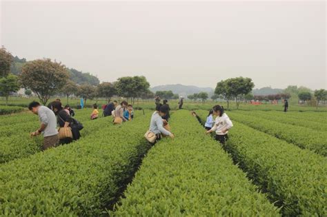 龙凤绿茶：依山傍水出好茶_部门·机关_湘潭县新闻网