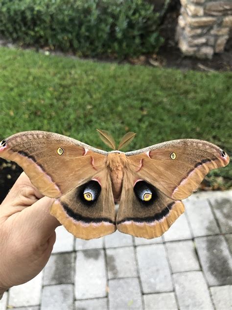 🔥 Florida’s giant Polyphemus moth that lives for less than a week. : r ...