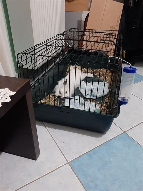 Lil bun bun enjoying the coolness of the fan in a warm summer night : r/Bunnies