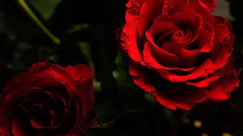 Beautiful Dark Red Roses