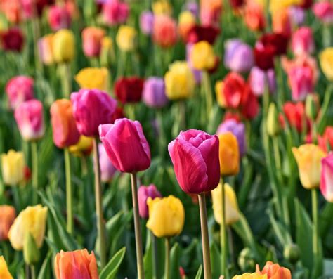 Image result for Spring Flower Nail Tutorials
