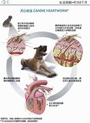 Image result for endoparasite 体内寄生虫