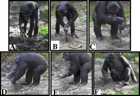 Chimps Shine Light on Mystery of How the First Humans Used Tools to Dig for Food - Newsweek