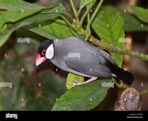 Java Finch (padda oryzivora Stock Photo - Alamy
