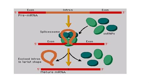Post transcriptional modification | PPTX