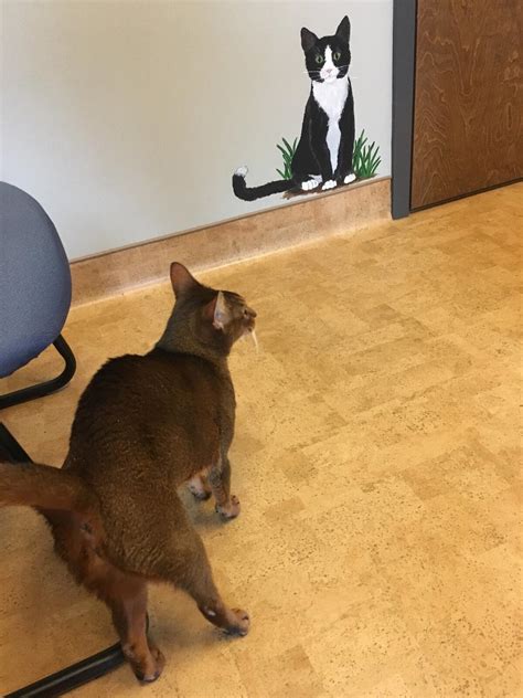 MANHEIM PIKE VETERINARY HOSPITAL - Lancaster PA - Hours, Directions ...