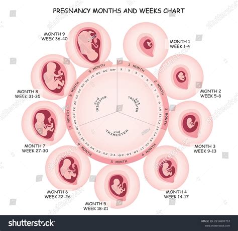 Pregnancy Months Weeks Chart Medicine Vector Stock Vector (Royalty Free ...