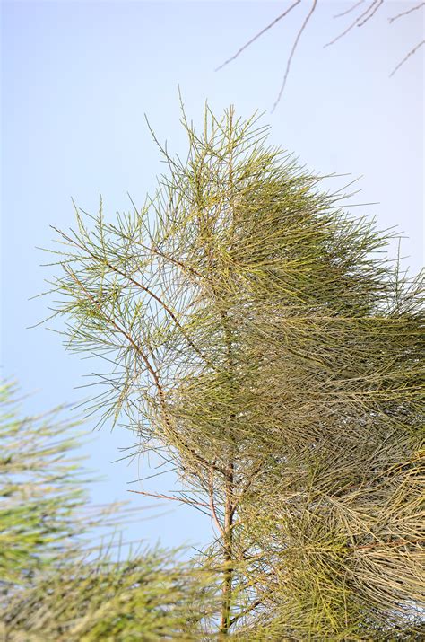 Specimen View